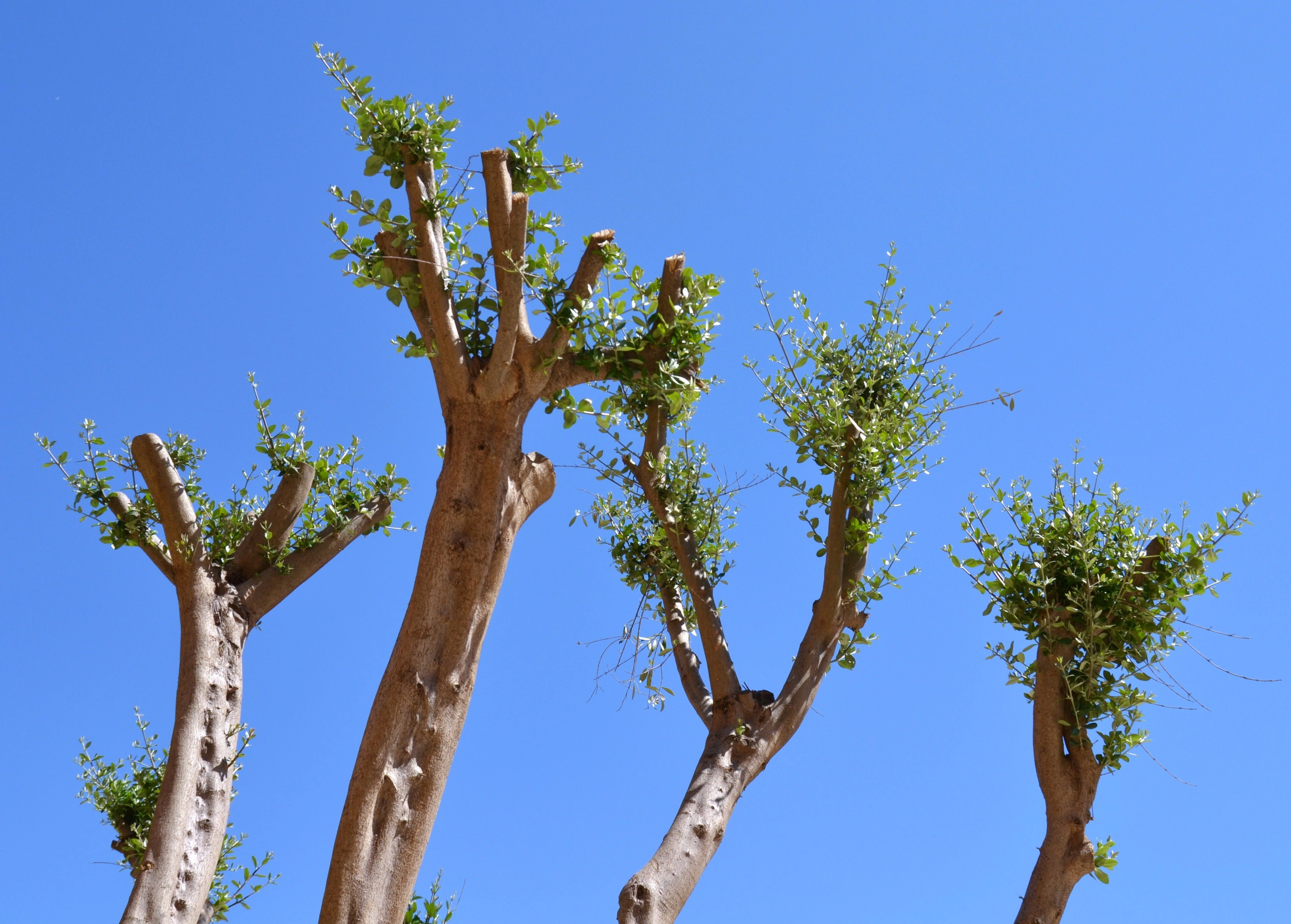Poda e Tratamento de Árvores - R&B Espaços Verdes